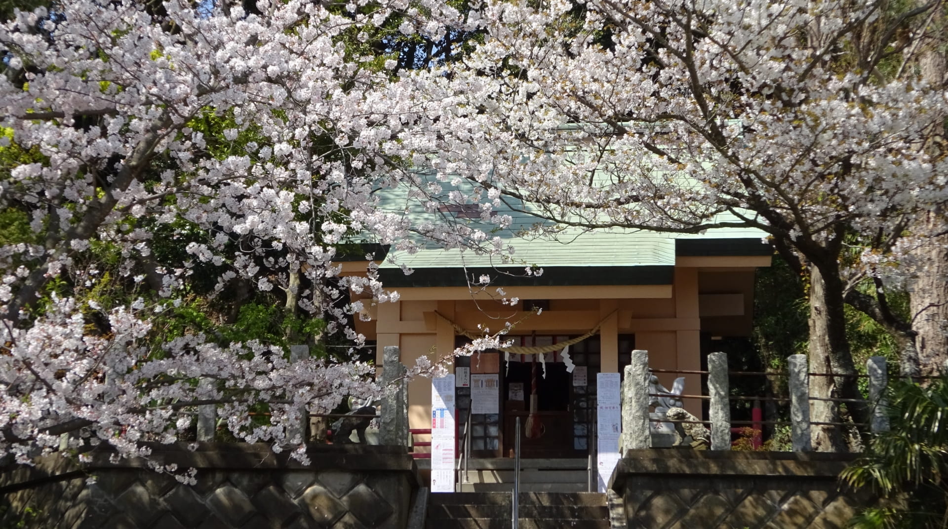 満開の桜の中にある白山神社本殿